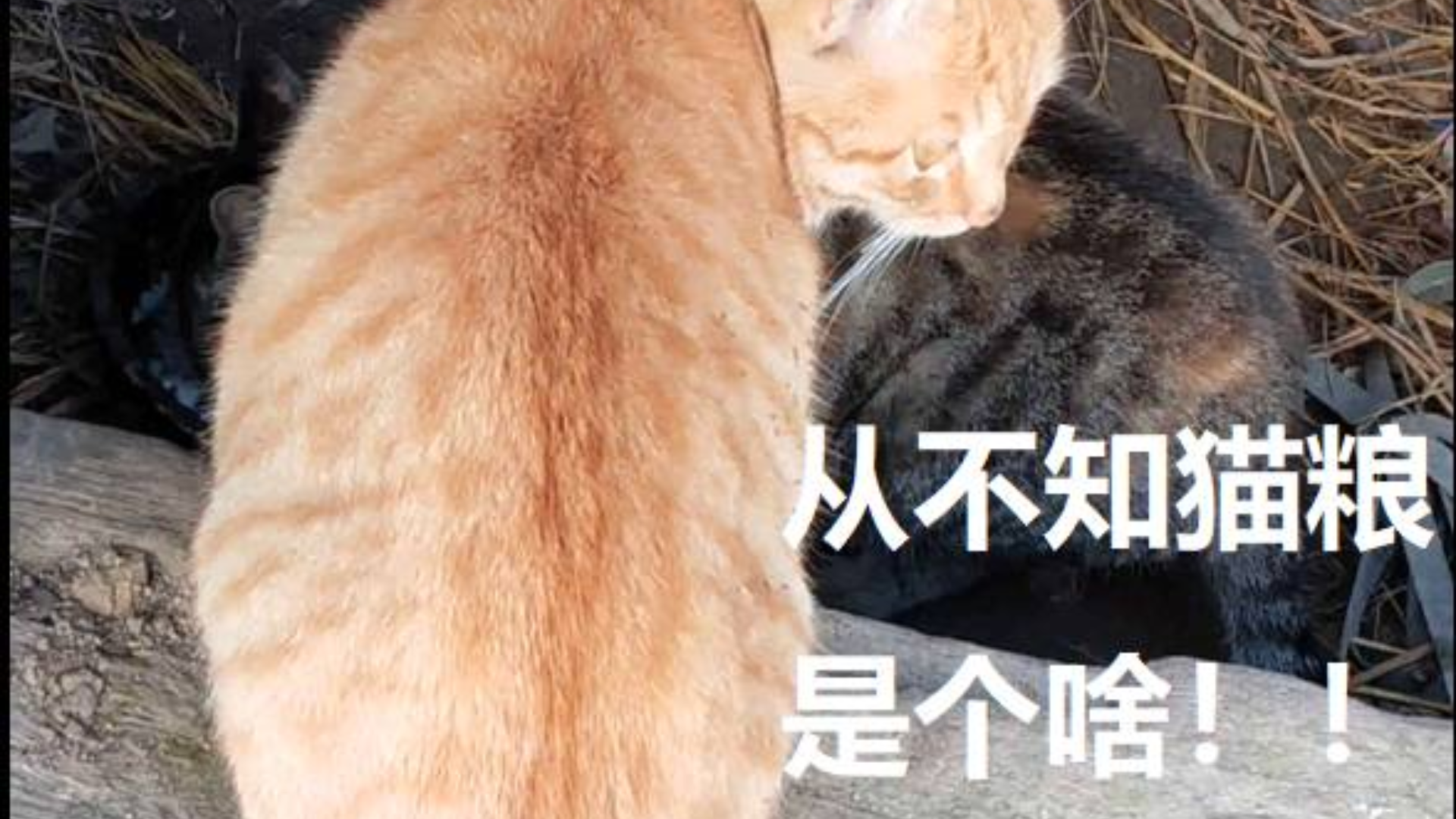 农村橘猫和狸花猫吃白米饭不挑食,等疫情结束再钓鱼你们吃,乖哦